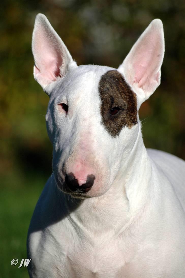 Bullterrier WB's Adorable Disney - Okt. 2010 billede 16