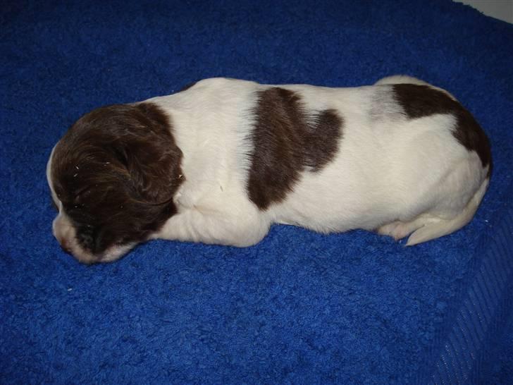 Engelsk springer spaniel Montie - Mini Montie billede 10