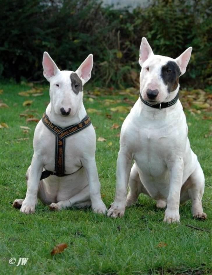 Bullterrier WB's Adorable Disney - Onkel joker og Disney nov ´08 billede 17