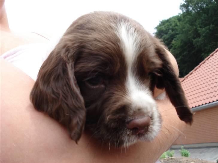 Engelsk springer spaniel Montie - Lille vovse billede 11