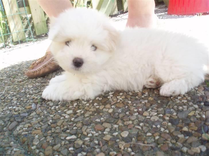Coton de tulear Louis <3 - lilleLouis <3 7 Uger gammel :-* billede 7