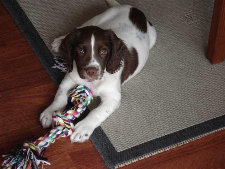 Engelsk springer spaniel Montie - Montie med sit elskede reb billede 12