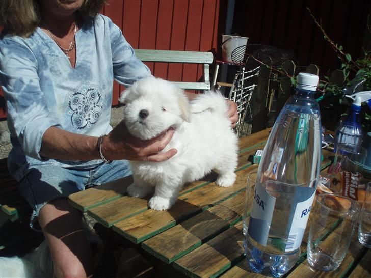 Coton de tulear Louis <3 - Født til at avle smukke cotten :P 7 uger billede 8