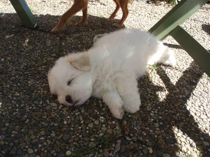 Coton de tulear Louis <3 - midags lur =) <3 min´Louis <3 7 uger billede 9