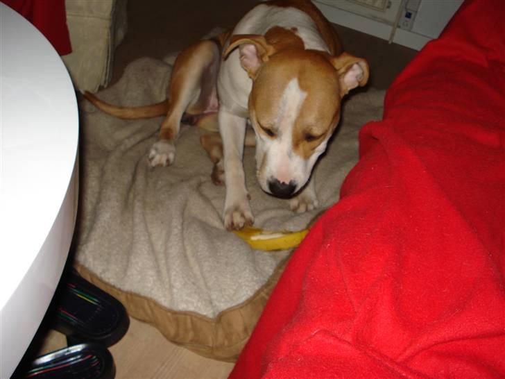 Amerikansk staffordshire terrier Chili - Chili skræller og spiser en banan. billede 1