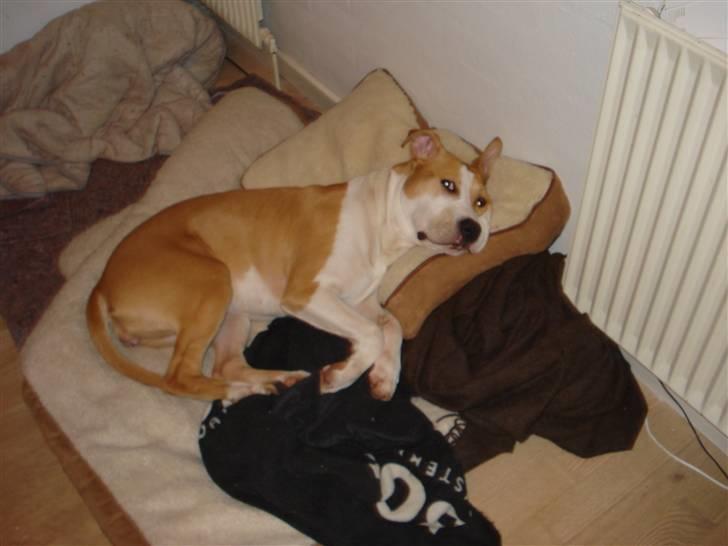 Amerikansk staffordshire terrier Chili billede 2