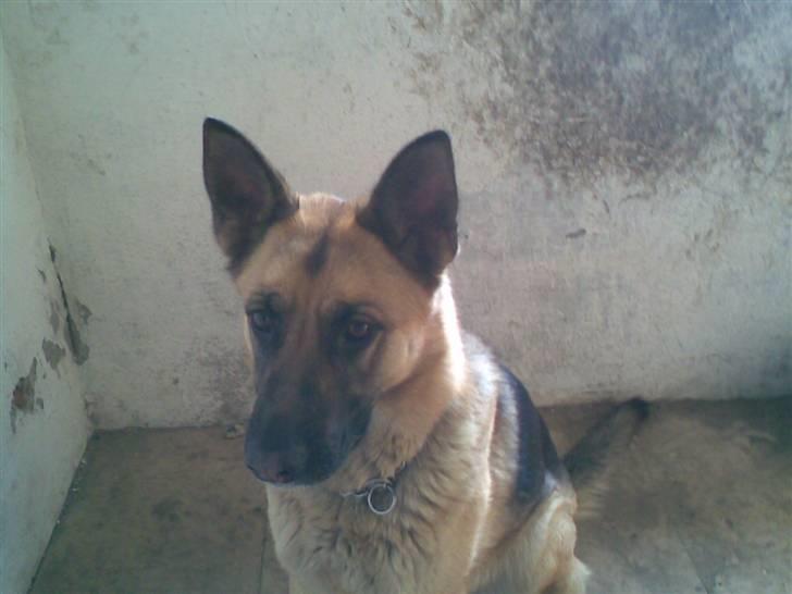Schæferhund emma  savned :( - her er min hund inde i vorese stald billede 2