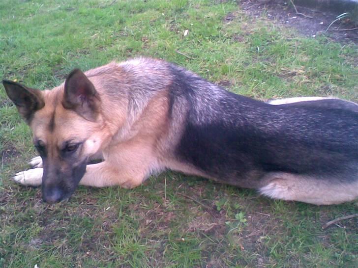 Schæferhund emma  savned :( - her er min hund emma billede 3