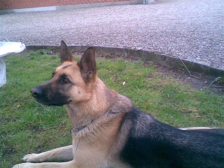 Schæferhund emma  savned :( - her er min hund den skal have mad nu billede 4