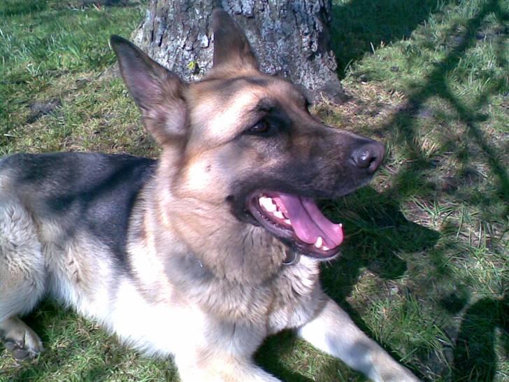 Schæferhund emma  savned :( billede 5
