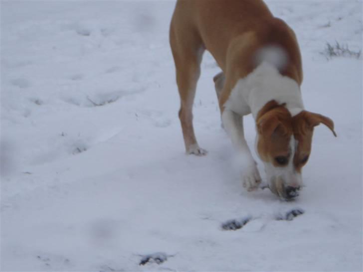 Amerikansk staffordshire terrier Chili - Her nyder hun sneen. billede 3