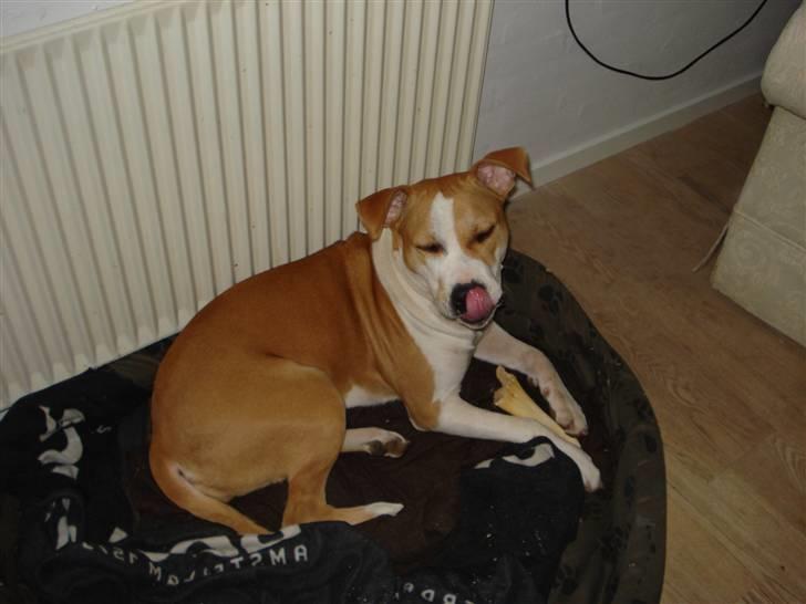 Amerikansk staffordshire terrier Chili billede 4