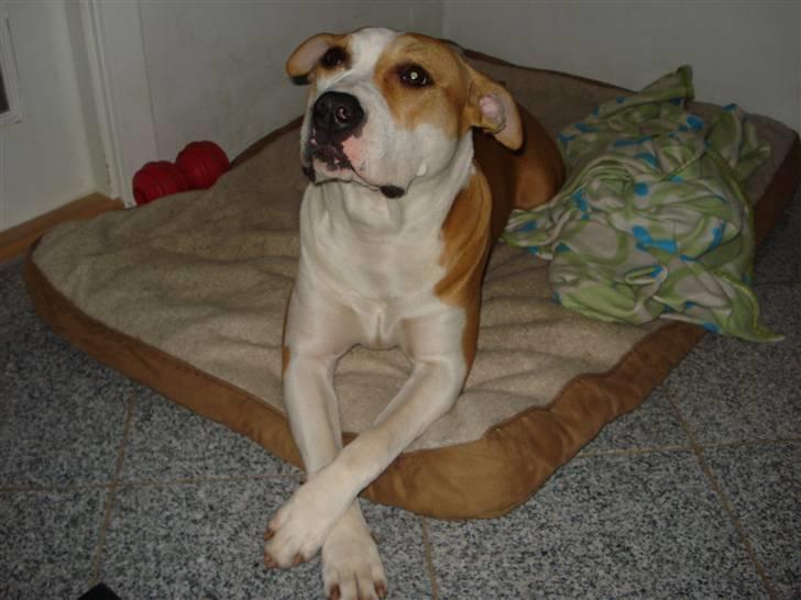 Amerikansk staffordshire terrier Chili billede 5