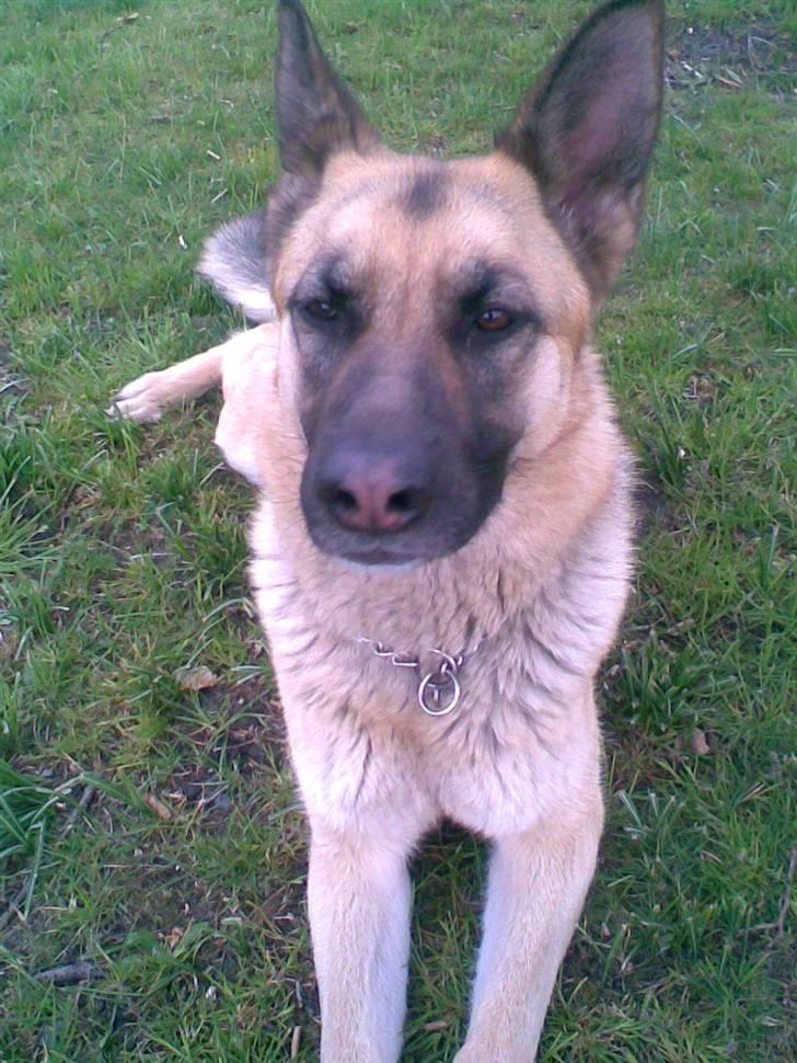 Schæferhund emma  savned :( billede 6