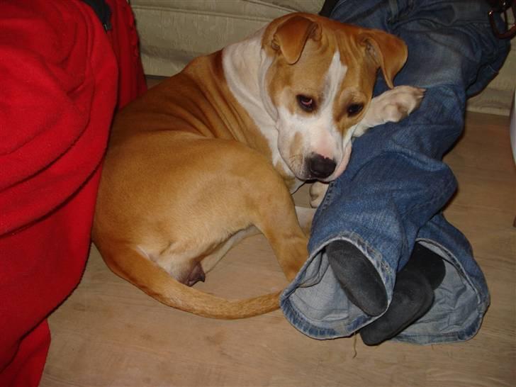 Amerikansk staffordshire terrier Chili - Her charmer man så lidt for kameraet:-) billede 6