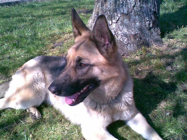 Schæferhund emma  savned :( billede 7