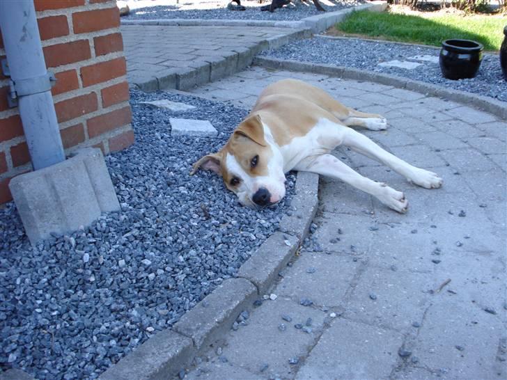 Amerikansk staffordshire terrier Chili billede 7