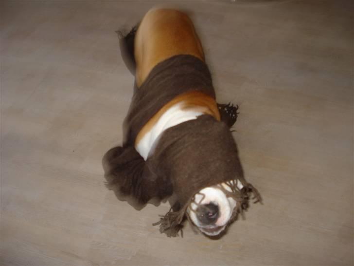 Amerikansk staffordshire terrier Chili - Chili er lidt kamra sky:-) billede 8