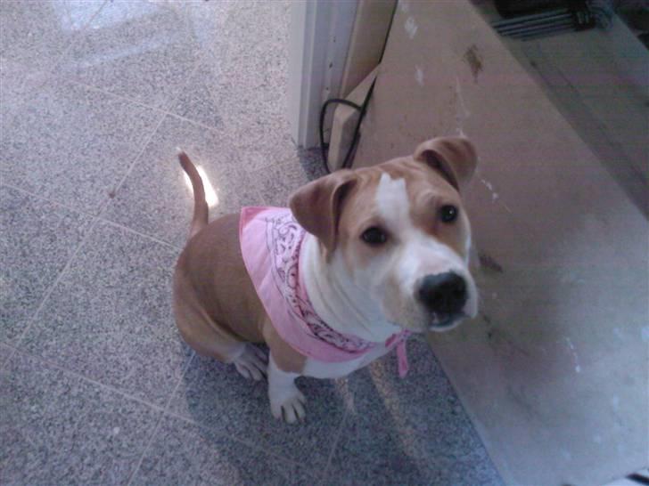 Amerikansk staffordshire terrier Chili - Chili som girl scout billede 9