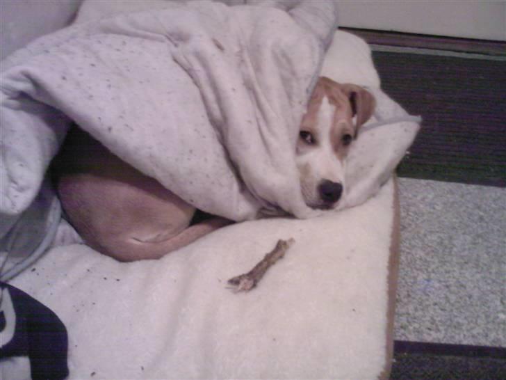 Amerikansk staffordshire terrier Chili - Chili har puttet sig selv billede 10