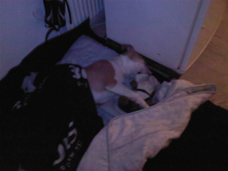 Amerikansk staffordshire terrier Chili - Bamsen er en super sove kammerat billede 11