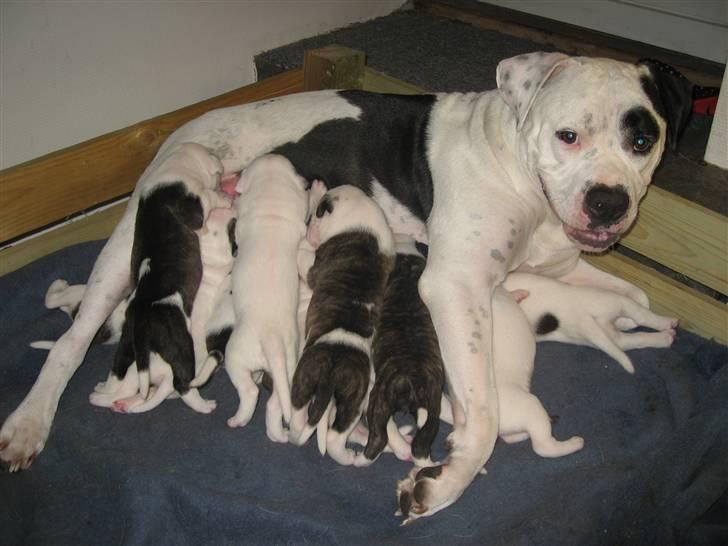 Amerikansk bulldog sheila - afslapning i solen billede 7