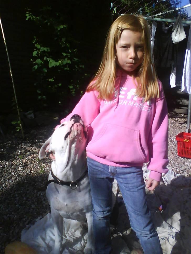 Amerikansk bulldog sheila -       to der er perlevenner billede 8