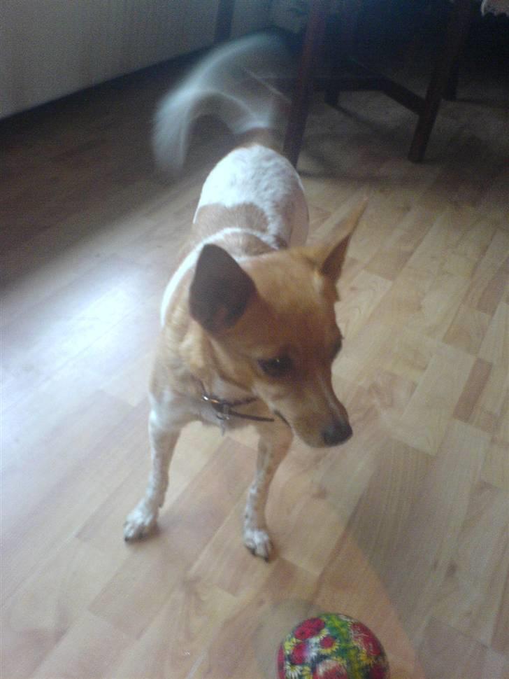 Blanding af racer Daisy billede 1