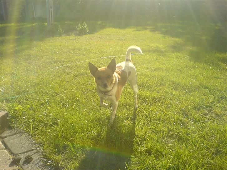 Blanding af racer Daisy billede 2