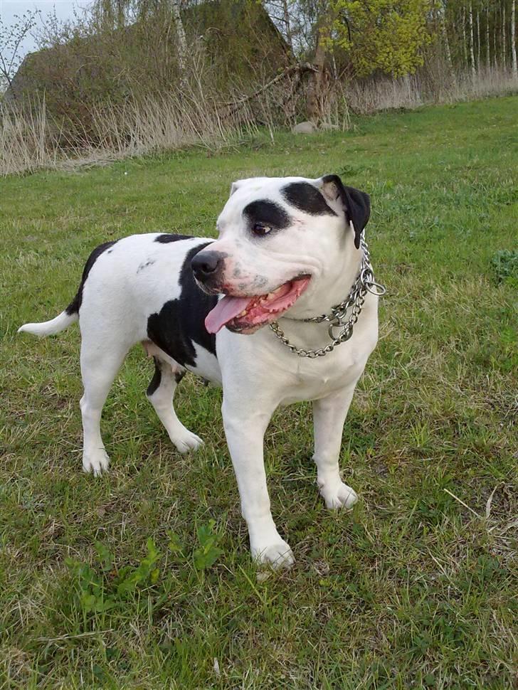 Amerikansk bulldog sheila - den 1 ste forårsdag billede 9