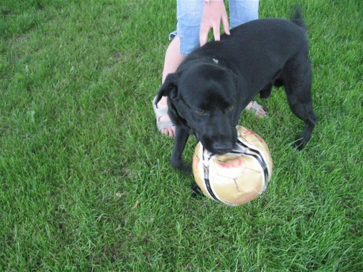 Labrador retriever  Plet billede 7