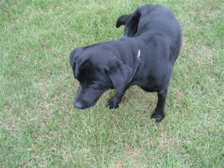 Labrador retriever  Plet billede 8