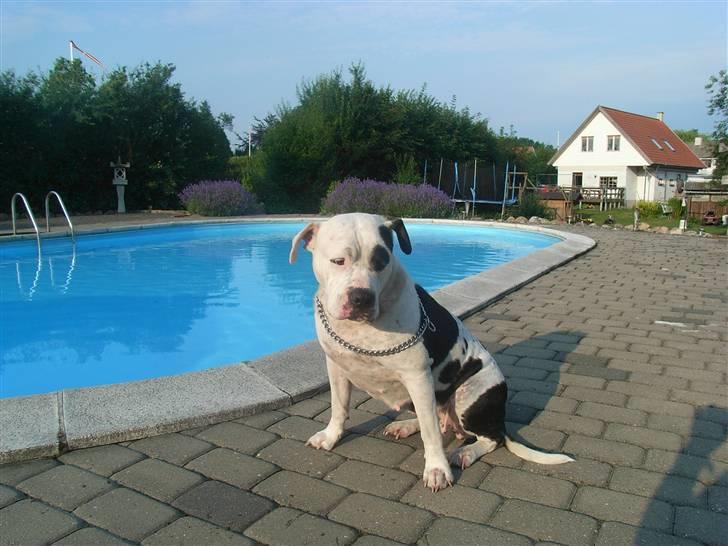 Amerikansk bulldog sheila - ser lige julekalenderen billede 10