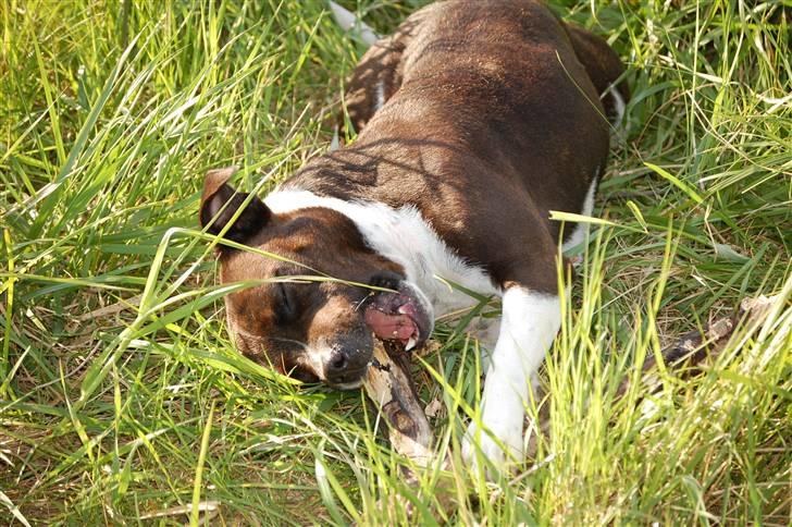 Staffordshire bull terrier Westlund Vega billede 1