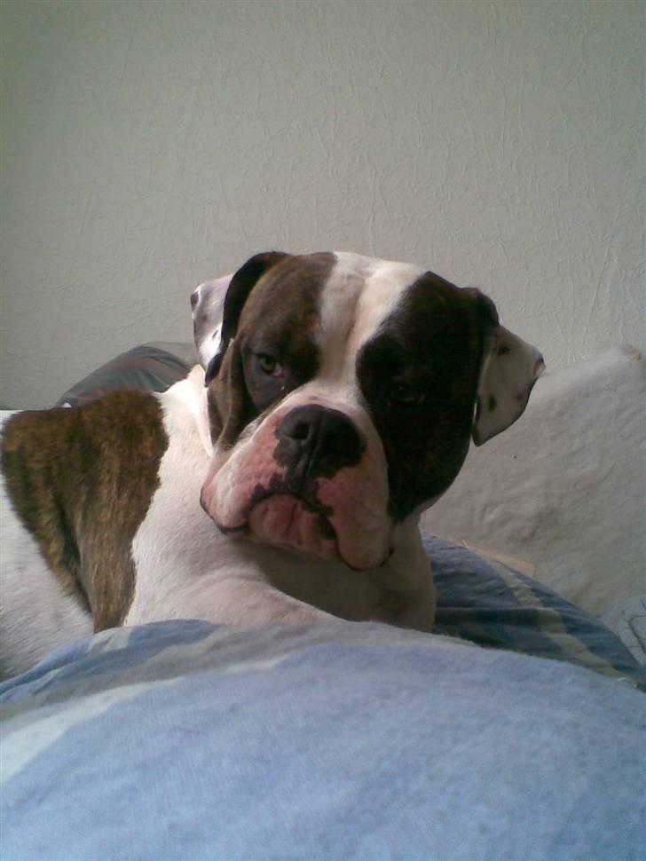 Amerikansk bulldog Bullforce Kaizer - Godmorgen billede 15