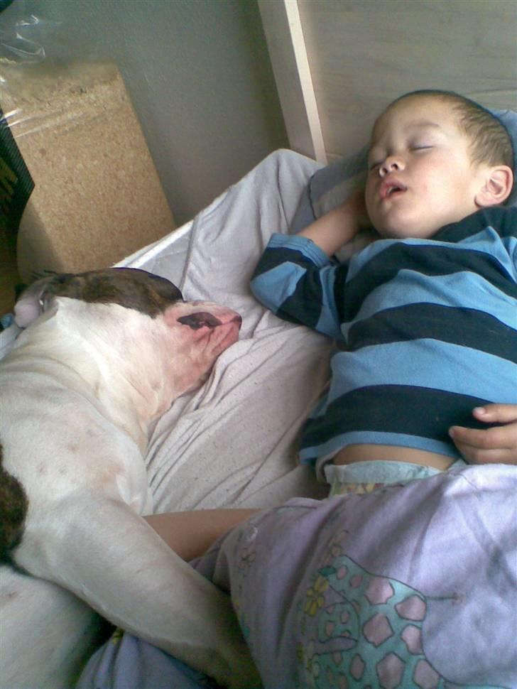 Amerikansk bulldog Bullforce Kaizer - Victor og Kaizer i et stille øjeblik billede 16