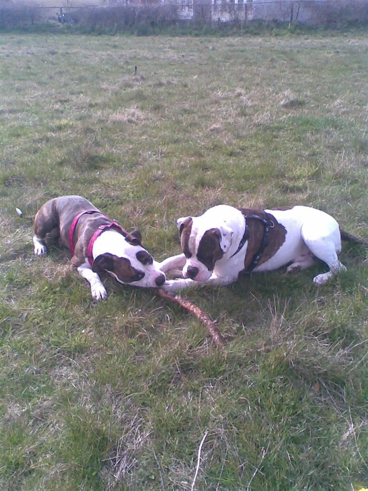 Amerikansk bulldog Bullforce Kaizer - kaizer og Tulle har fået nedlagt en pind sammen. billede 17