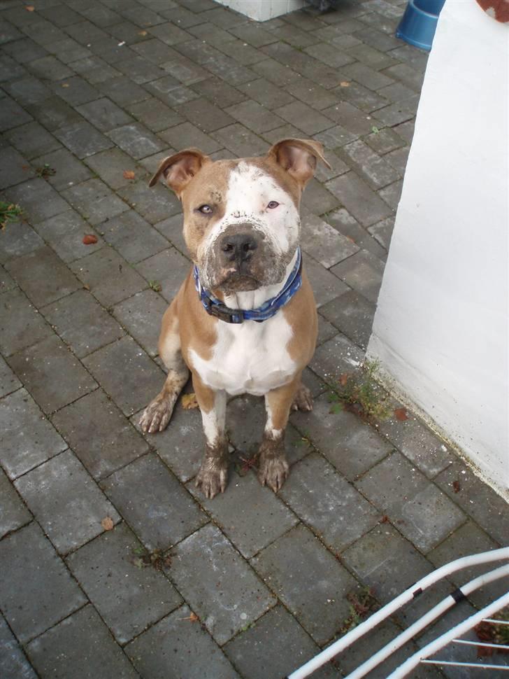 Amerikansk staffordshire terrier Max - her har vi lig hent ham i århus og er  på vej hjem med ham  billede 1