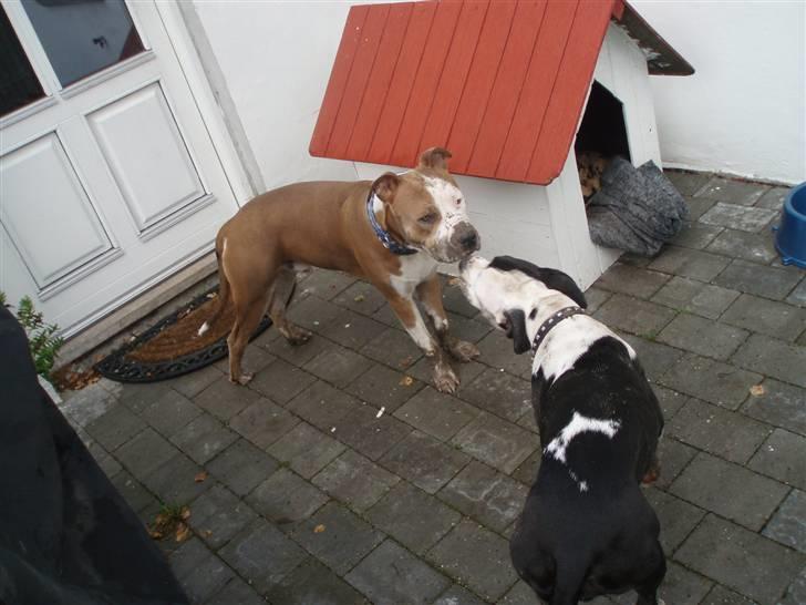 Amerikansk staffordshire terrier Max - har er lig ved og tjekke sit ny hjem ud billede 2