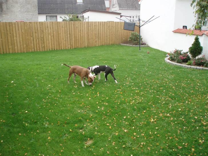 Amerikansk staffordshire terrier Max - føste gang han fik øje på sige selv i et spejl  billede 4