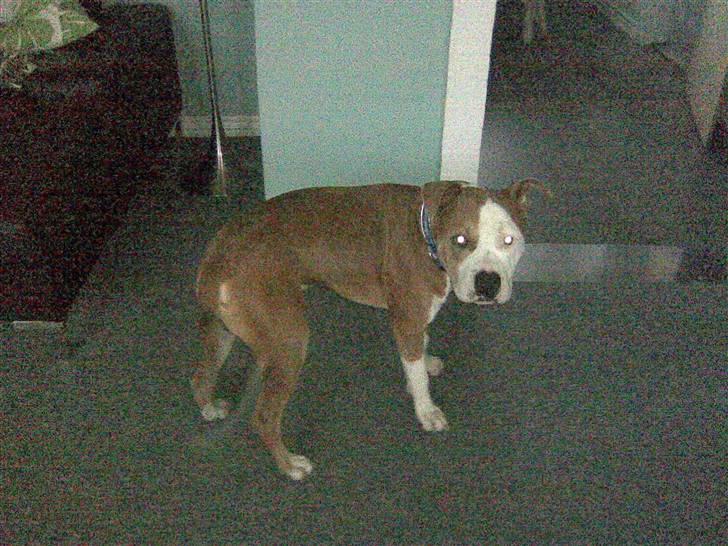 Amerikansk staffordshire terrier Max - mit ny hjem billede 10