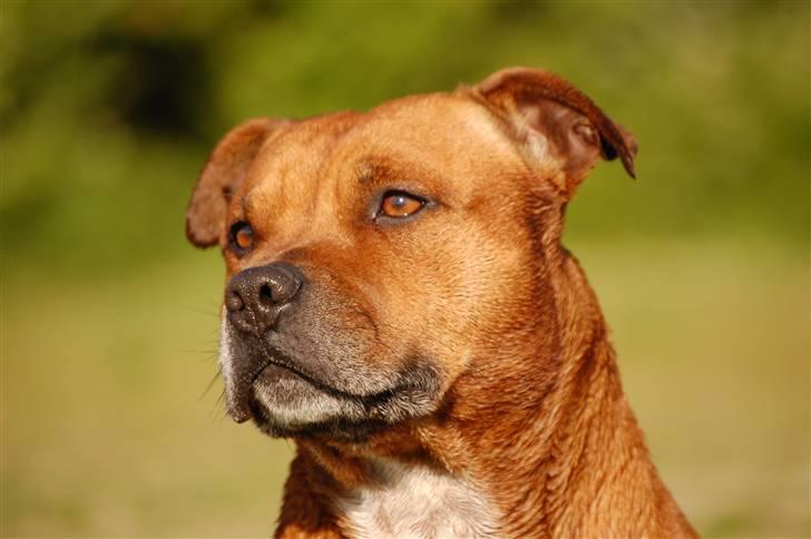 Staffordshire bull terrier Cody billede 1
