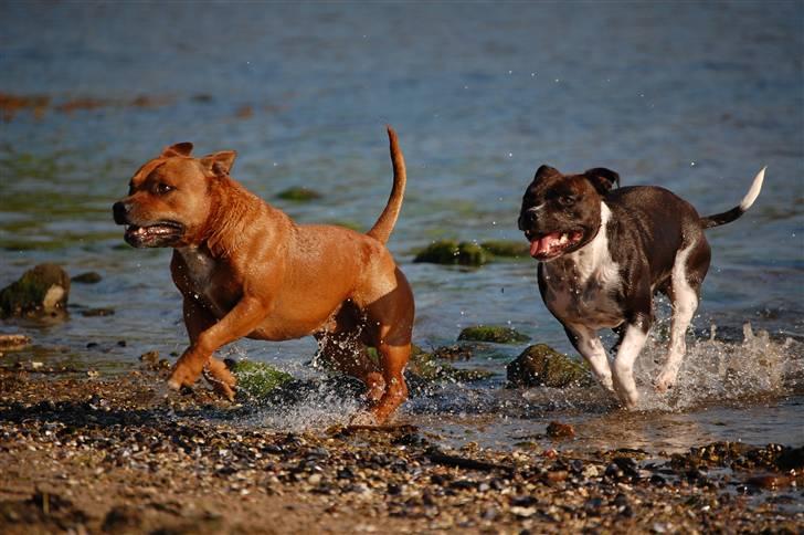 Staffordshire bull terrier Cody billede 2