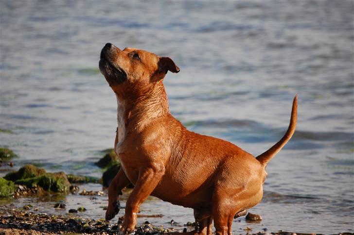 Staffordshire bull terrier Cody billede 3