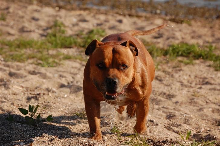 Staffordshire bull terrier Cody billede 4
