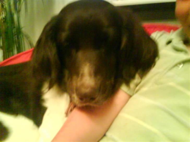 Kleiner münsterländer Dixie - Dixie spiser lige min lillebrors mad med øjnene billede 16