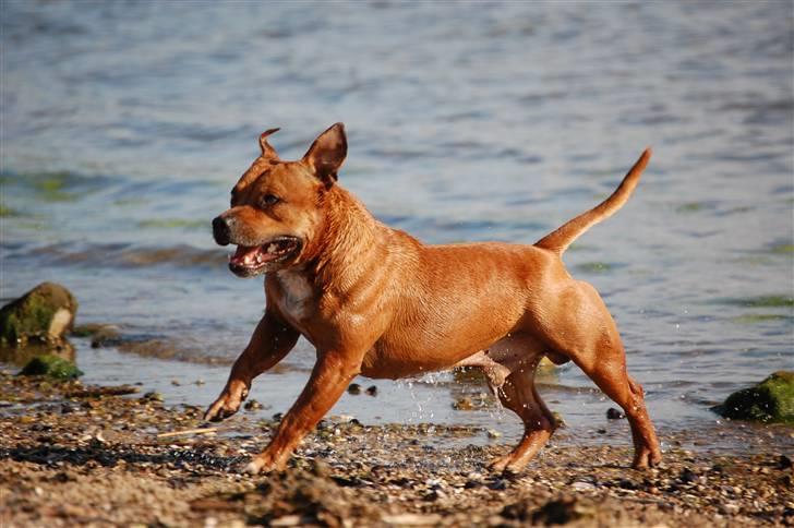 Staffordshire bull terrier Cody billede 5