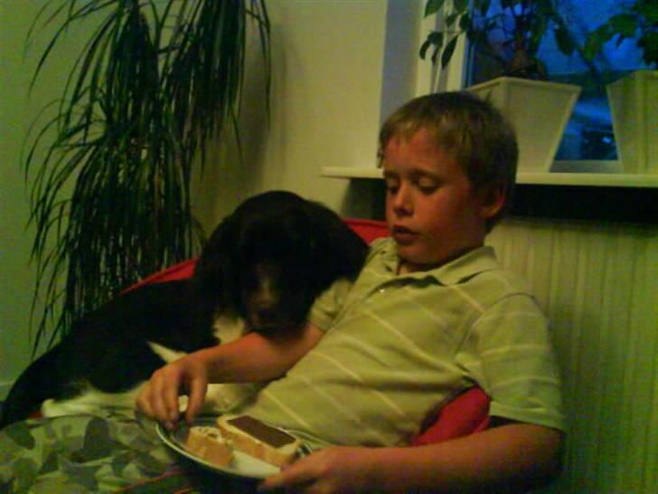 Kleiner münsterländer Dixie - Nam nam nam. billede 17