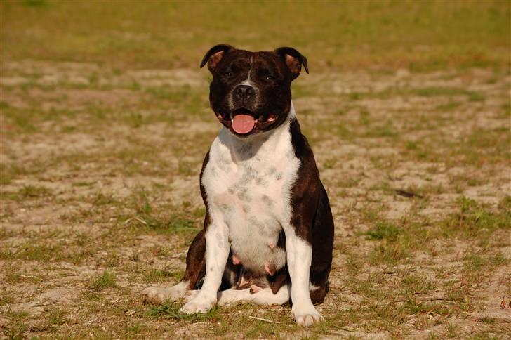 Staffordshire bull terrier Westlund Vega billede 2