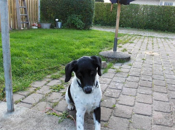 Blanding af racer Fido R.I.P - Ret godt billed billede 1